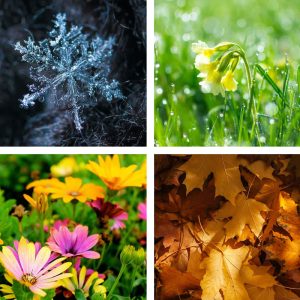 4 images in one: a snowflake, a budding flower, healthy full grown flowers and fall leaves