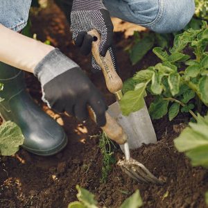 hands holding gardening tools, working in the soil around a plant