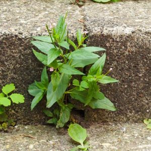 a plant growing through a crack in some cement steps